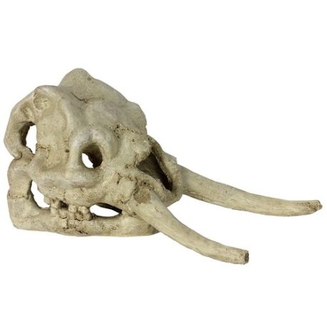 Dinosaurus Skull Schädel