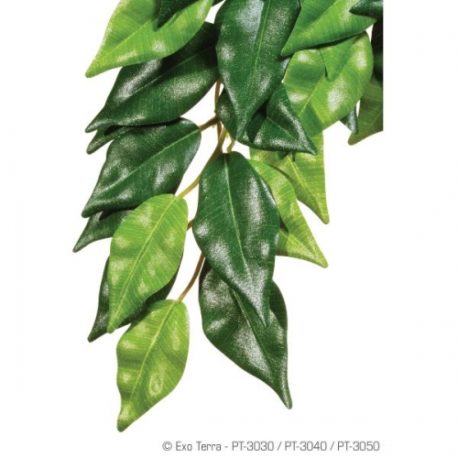 Ficus Seidenpflanze