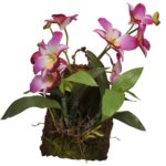 Hänge Orchidee