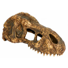 T-Rex Skull Schädel