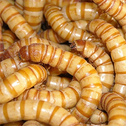 Riesen-Mehlwürmer